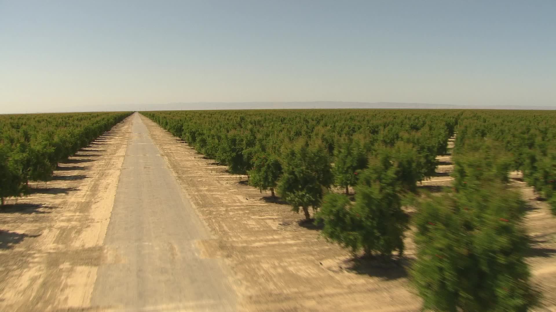 1080 stock footage aerial video following dirt road between rows of