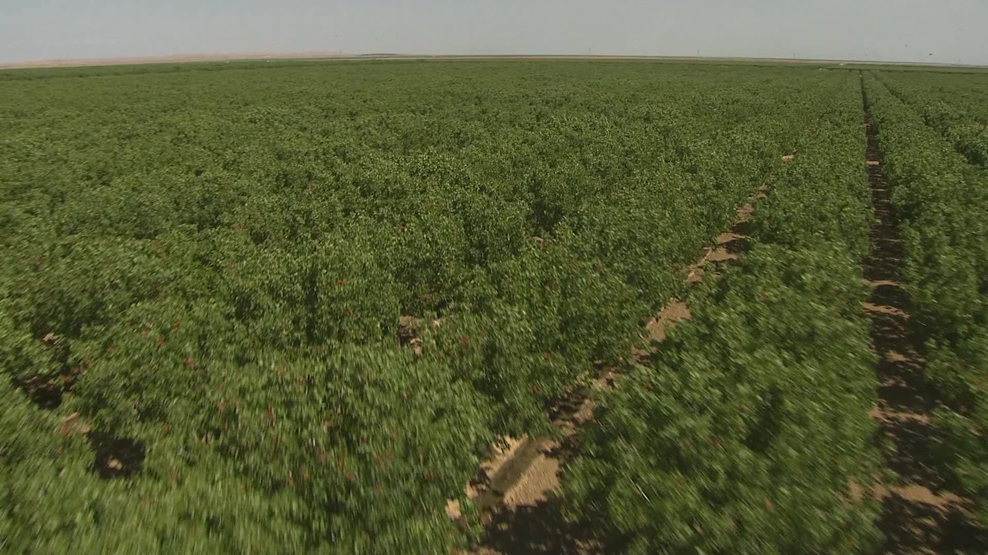 1080 stock footage aerial video flying low over orchard trees, Central
