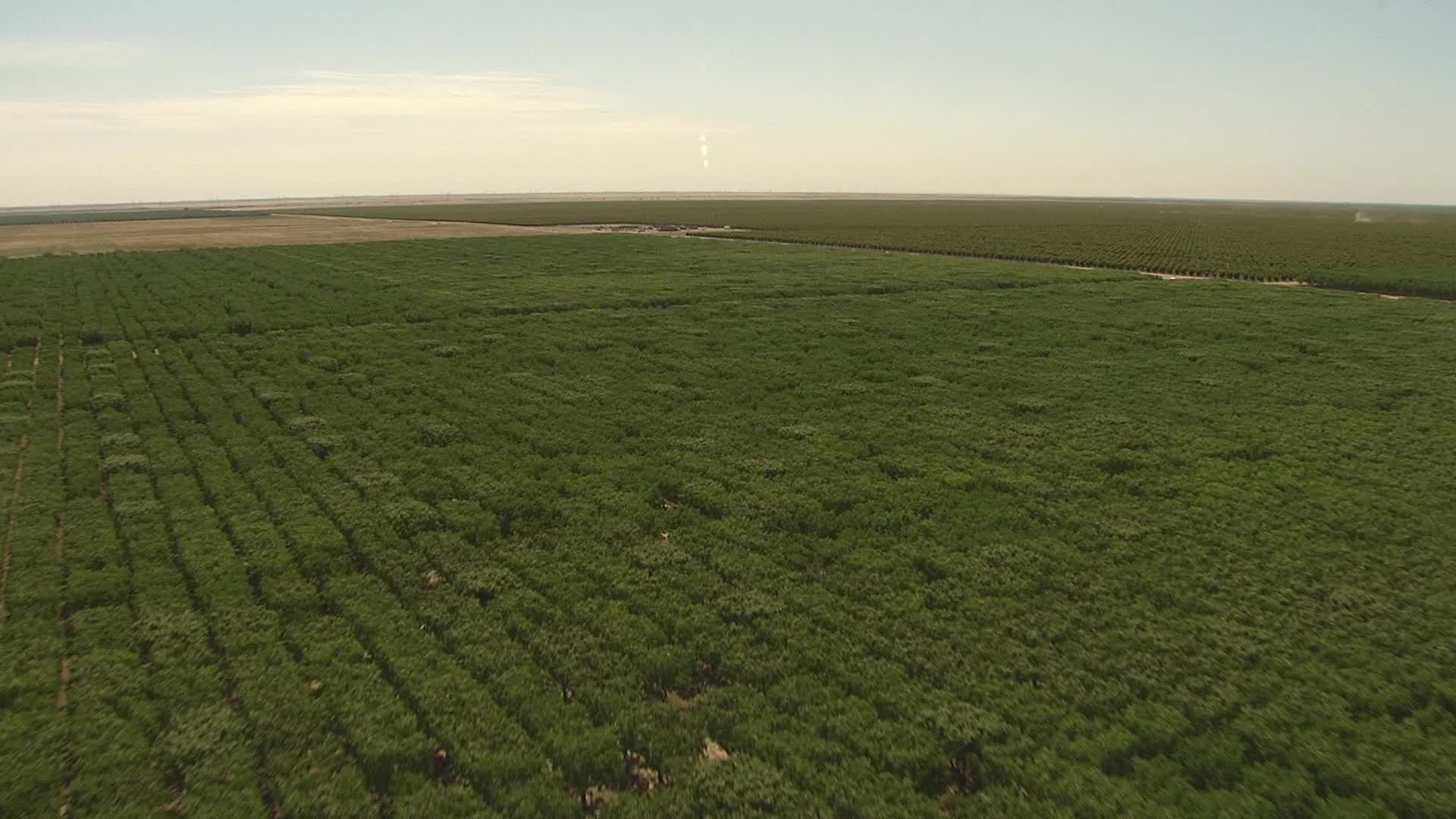 1080 stock footage aerial video flying over fields of trees, Central
