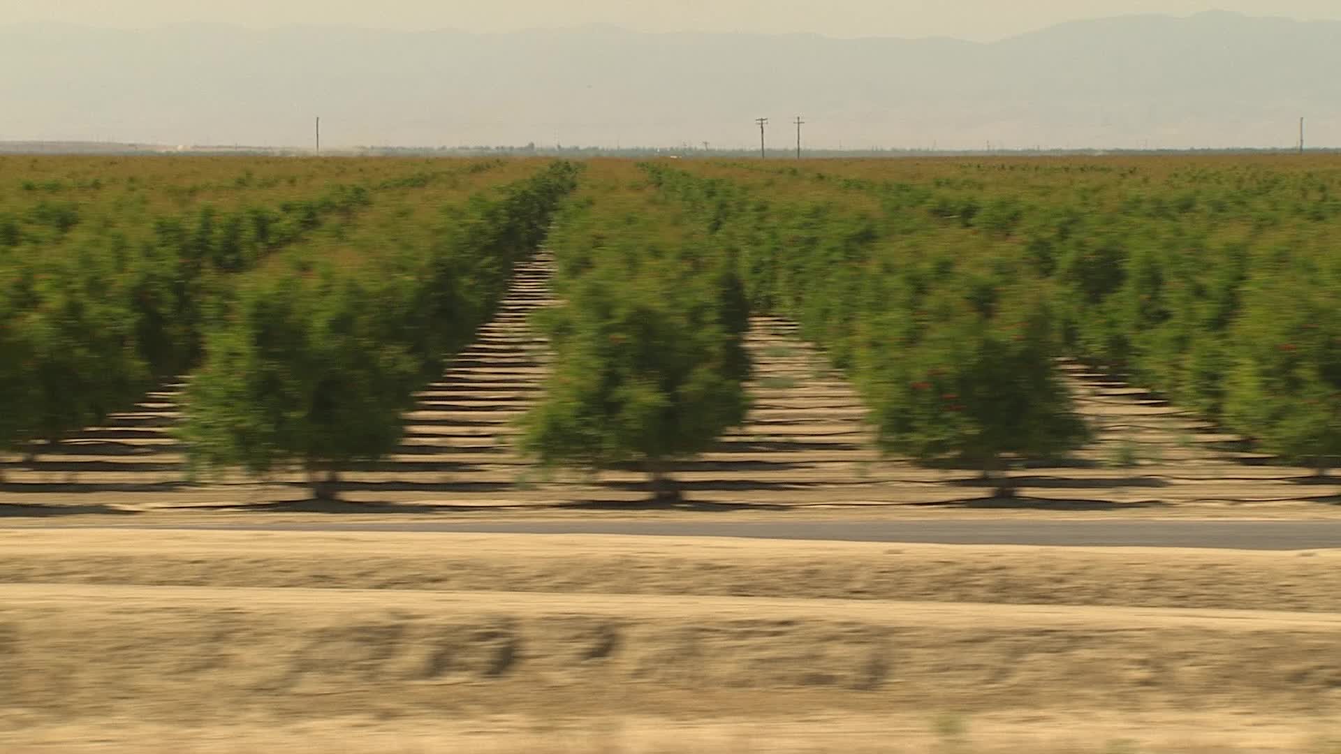 1080 stock footage aerial video rows of trees in an orchard, Central