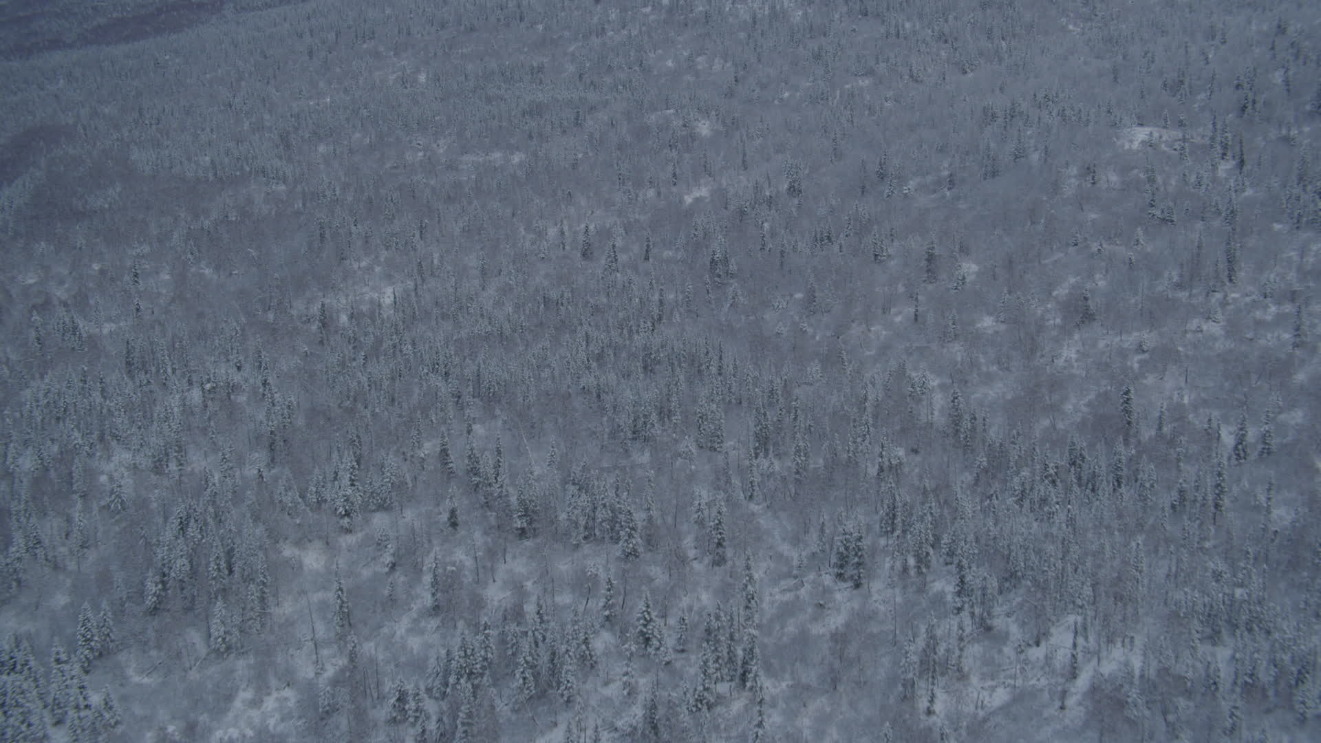 4K stock footage aerial video approaching snow covered, wooded slopes