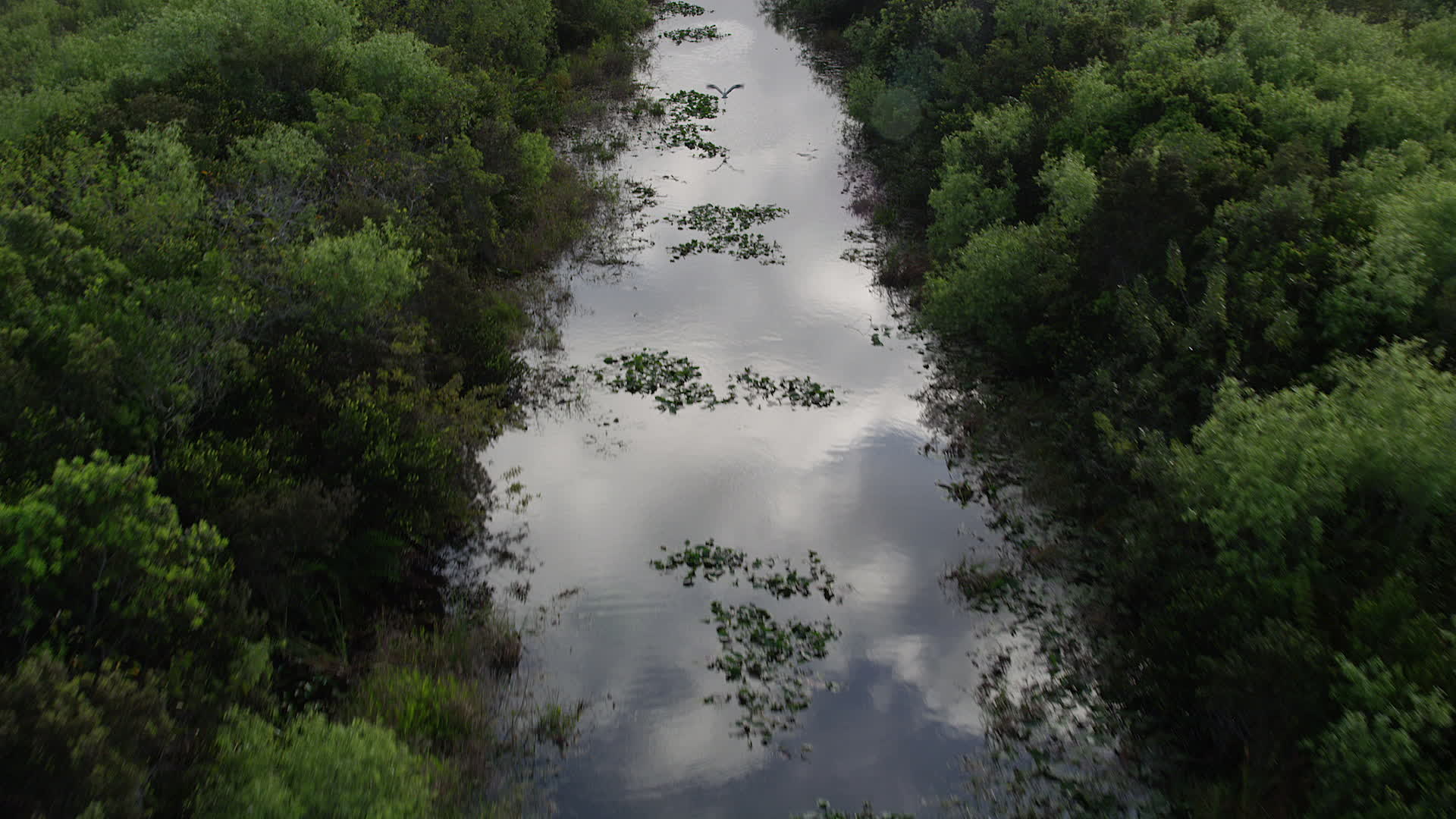 5K stock footage aerial video of following river through everglades, Florida Everglades, Florida