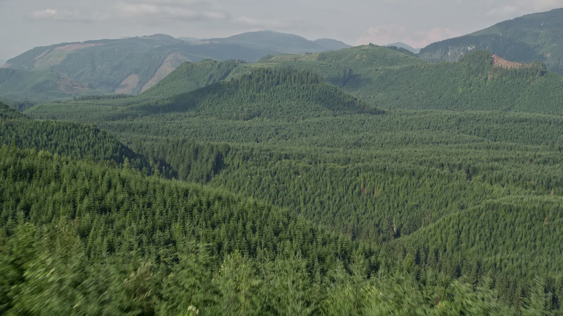 5K stock footage aerial video fly over evergreen trees to reveal a