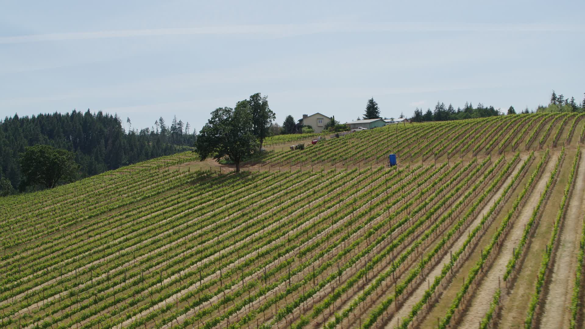 5.7K stock footage aerial video of rows of grapevines at Phelps Creek Vineyards in Hood River