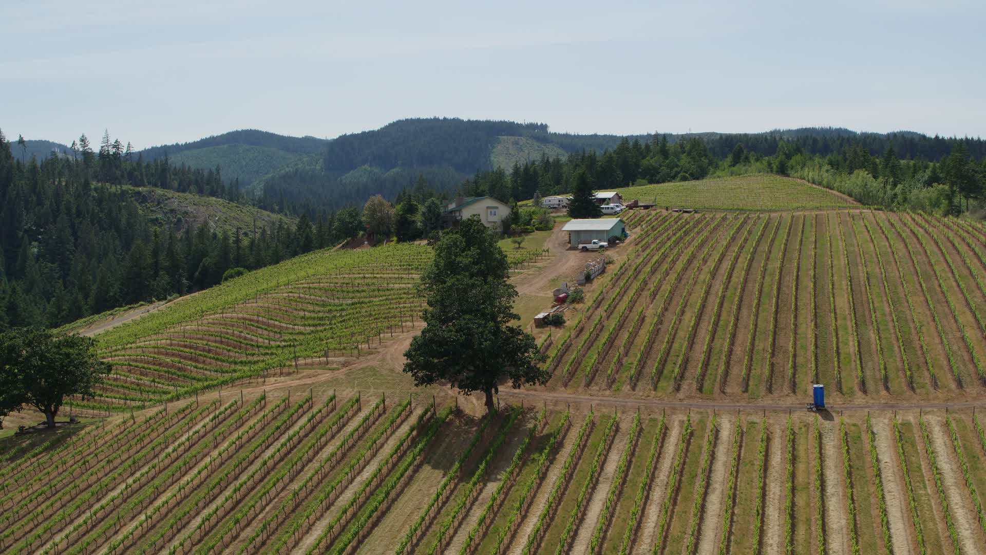 5.7K stock footage aerial video of grapevines on hillside Phelps Creek Vineyards in Hood River