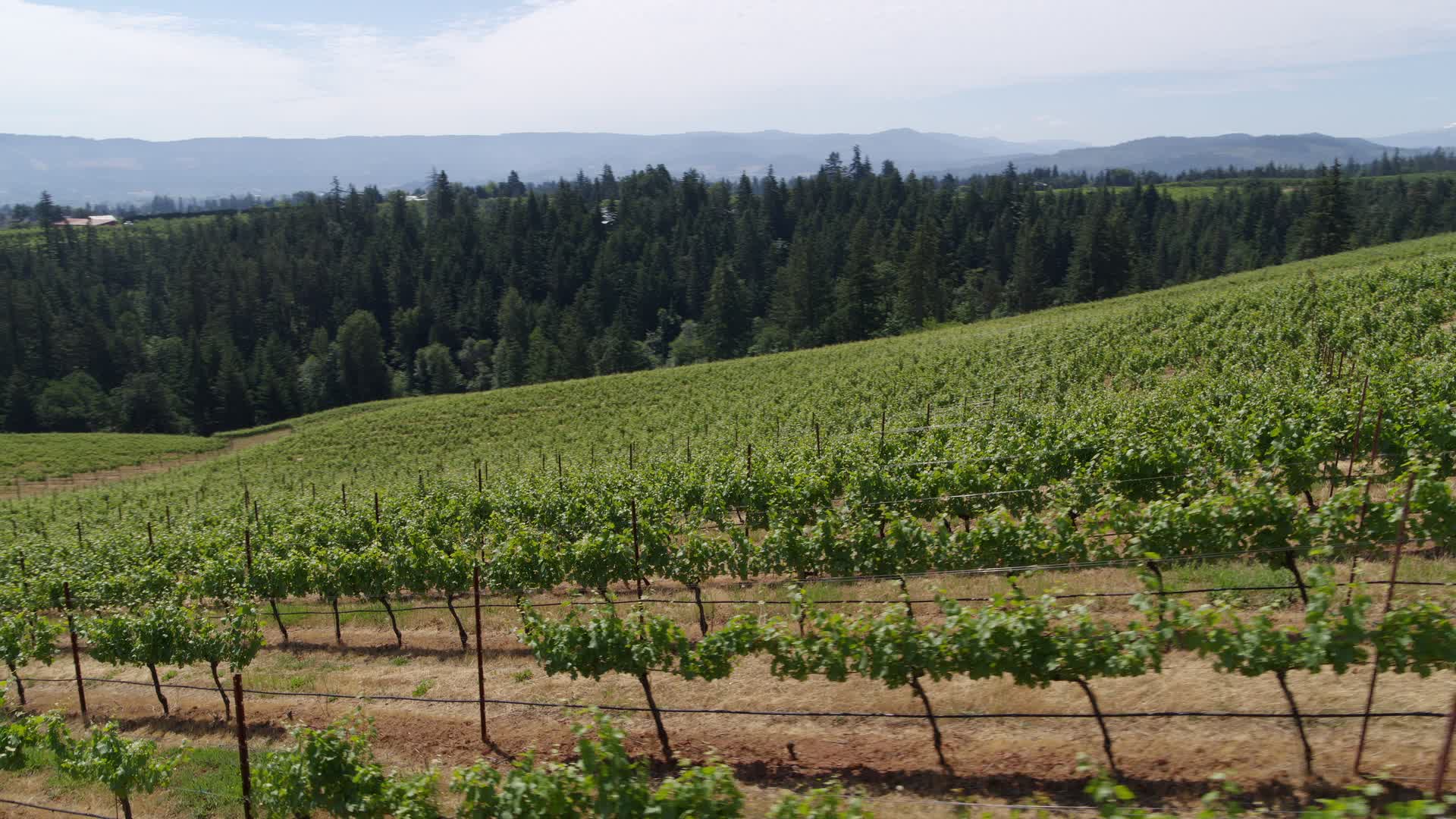 5.7K stock footage aerial video fly low past rows of grapevines at Phelps Creek Vineyards in