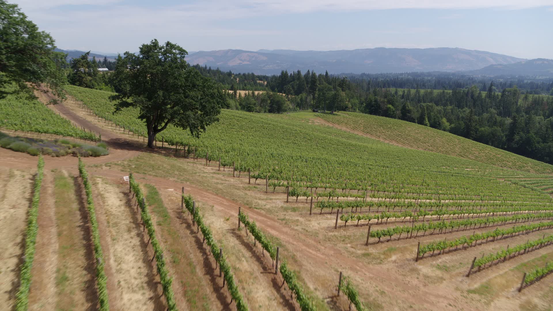 5.7K stock footage aerial video of flying over hillside grapevines at Phelps Creek Vineyards in