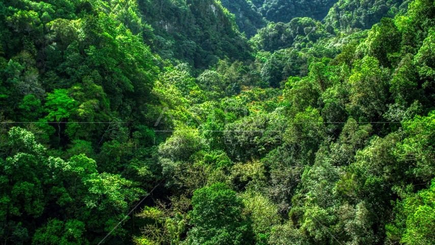 Dense jungle covering karst mountains in the Karst Forest, Puerto Rico Aerial Stock Photo AX101_055.0000215F | Axiom Images