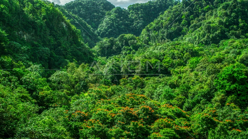 Dense jungle, Karst Forest, Puerto Rico Aerial Stock Photo AX101_056.0000223F | Axiom Images