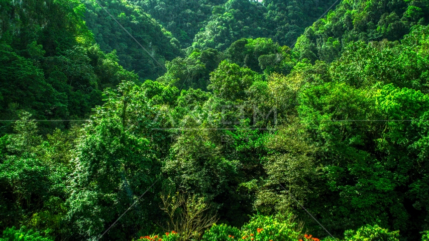 Dense jungle in the Karst Forest, Puerto Rico Aerial Stock Photo AX101_057.0000247F | Axiom Images