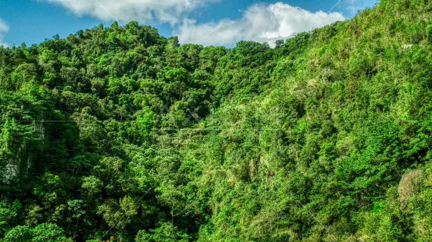 Mountain covered in jungle in the Karst Forest, Puerto Rico Aerial Stock Photo AX101_058.0000069F | Axiom Images