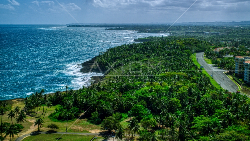 Palm trees and a road along the Caribbean island coast in Vega Alta, Puerto Rico Aerial Stock Photo AX101_210.0000258F | Axiom Images