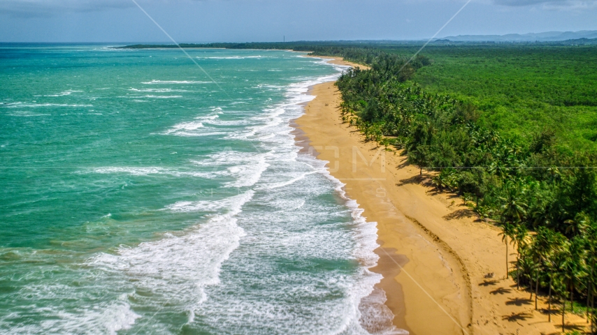 Tree lined Caribbean beach and turquoise water, Loiza, Puerto Rico Aerial Stock Photo AX102_020.0000221F | Axiom Images