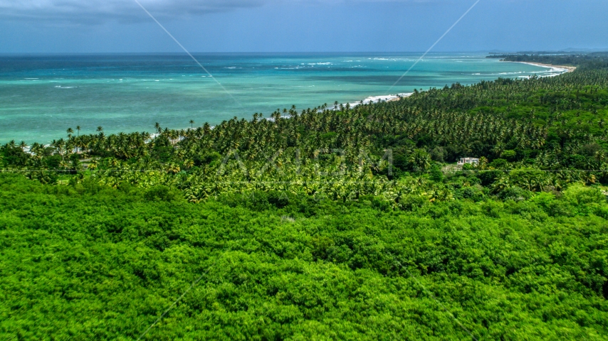 Palm trees on the coast by beautiful turquoise ocean, Loiza, Puerto Rico Aerial Stock Photo AX102_027.0000050F | Axiom Images