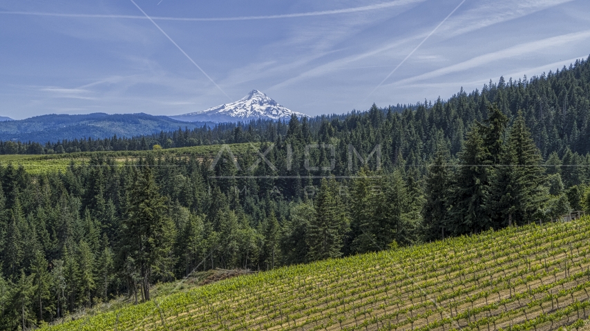 Snowy Mount Hood seen from hillside Phelps Creek Vineyards in Hood River, Oregon Aerial Stock Photos DXP001_009_0003