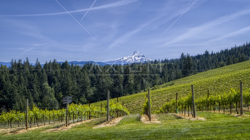 Rows of grapevines with a view of Mount Hood, Hood River, Oregon Aerial Stock Photos DXP001_009_0007