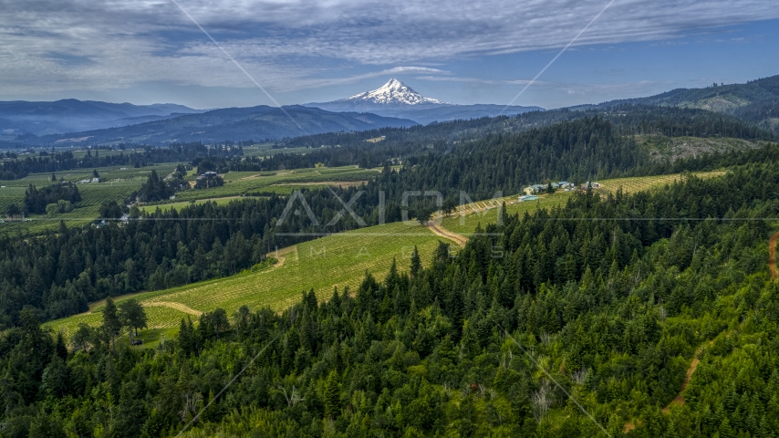 Mt Hood seen from from a hillside vineyard in Hood River, Oregon Aerial Stock Photos DXP001_015_0011
