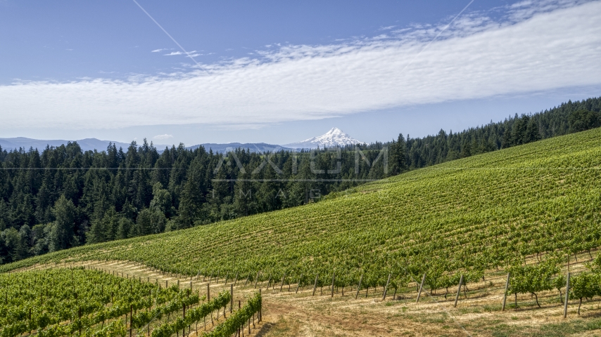 Grapevines at Phelps Creek Vineyards and snowy Mount Hood in Hood River, Oregon Aerial Stock Photo DXP001_017_0013 | Axiom Images