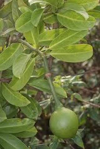 Rudanti