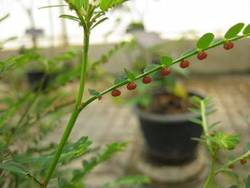 Bhumyamlaki's Raw Herb