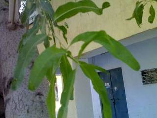 Rohitak