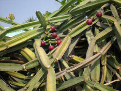 Asthishrinkhala's Raw Herb