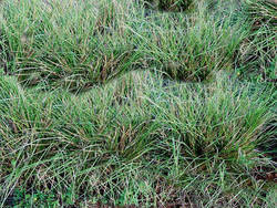 Ushir's Oil