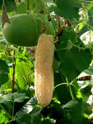 Dhamargava's Raw Herb