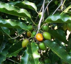 Bakul's Raw Herb