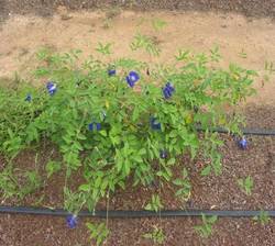 Apraajita's Raw Herb