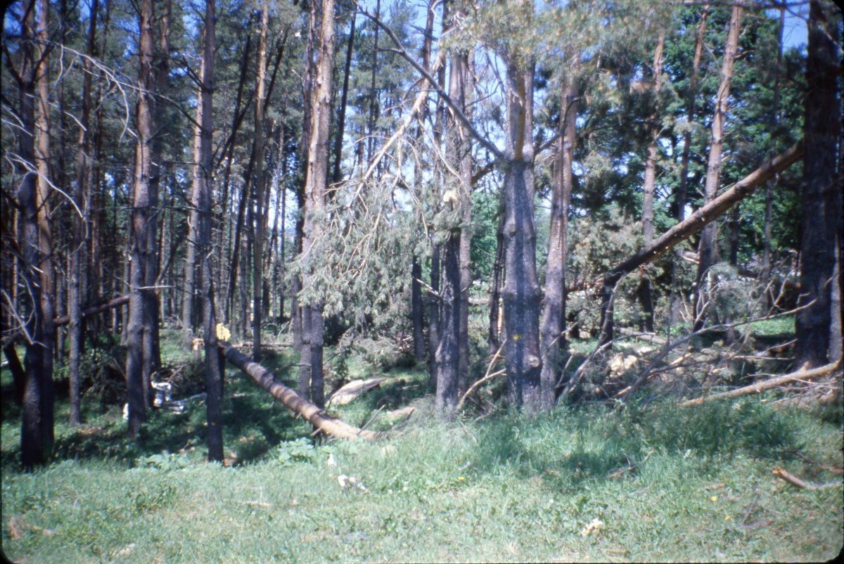 Damaged tree line in Shear Park caused by the 1985 tornado. Barrie Historical Archive