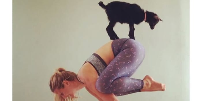 Baby Goat Yoga is the Best Thing You’ll See All Week