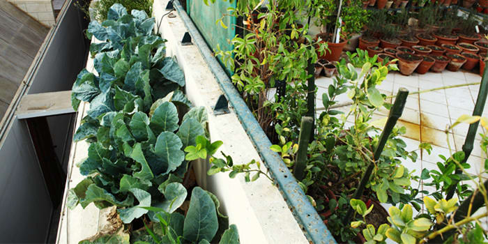 7 Steps to Planting a Container Garden