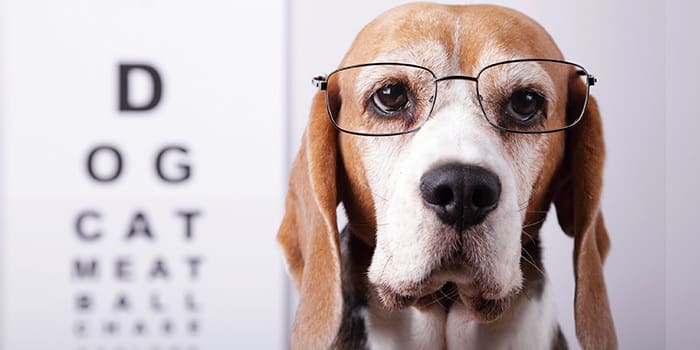 Could Playing a Game Improve Your Eyesight?