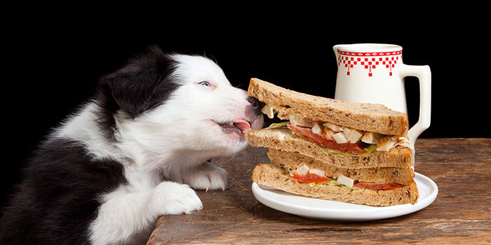 Don’t Let Your Pets Eat These 14 Foods This Holiday Season