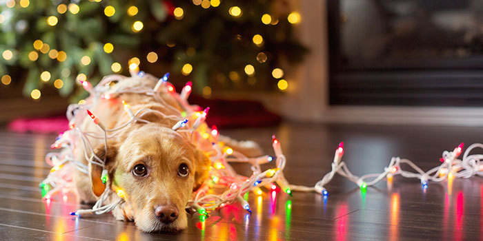 How to Beat the Holiday Blues