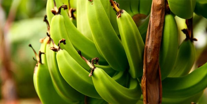 What Is Banana Flour?