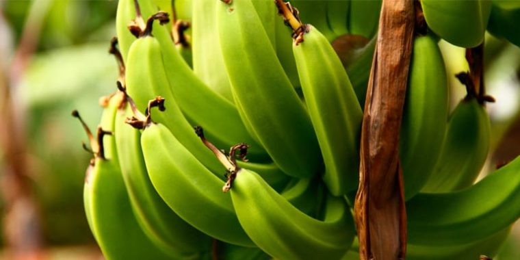 What Is Banana Flour?