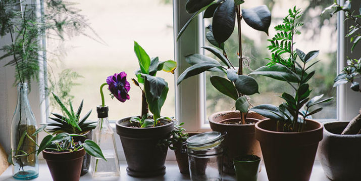 Can Indoor Plants REALLY Clean the Air in Your House?