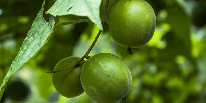 6 Things to Know About Monk Fruit
