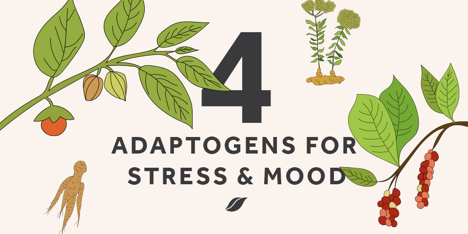 Beginner's Guide to Adaptogens | The Beachbody Blog