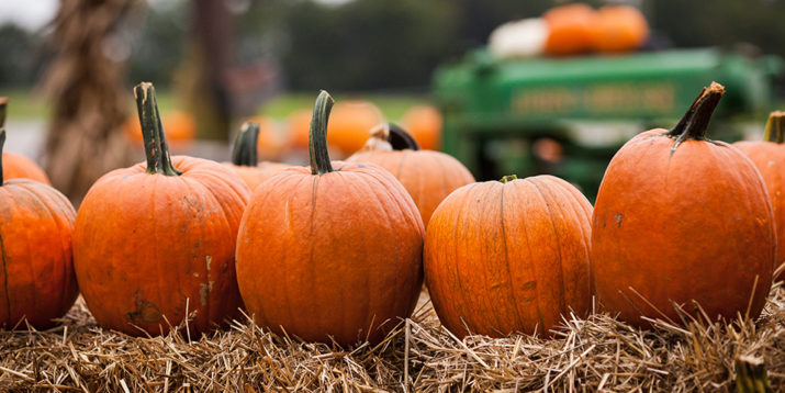 Everything You Need to Know About Pumpkin Nutrition