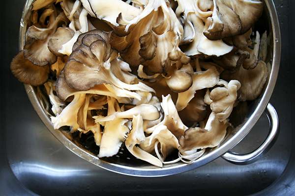 Maitake mushroom