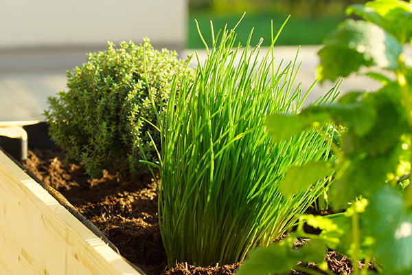Different herbs growing in a raised bed