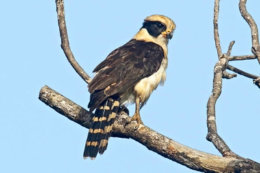 Foto de Acauã (Herpetotheres cachinnans)