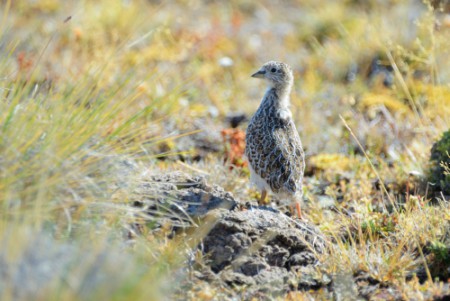 Foto de Agachona Chica (Thinocorus rumicivorus)