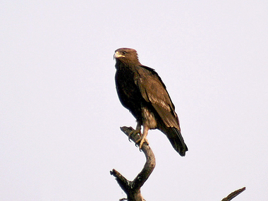 Foto de Águia Gritadeira (Aquila chrysaetos)