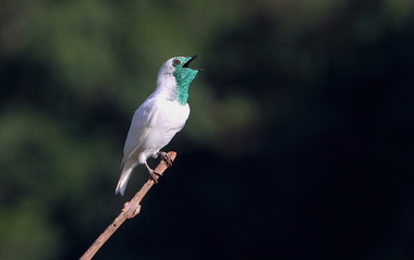 Foto de Araponga-Comum (Procnias nudicollis)