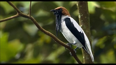 Foto de Araponga do Nordeste (Procnias averano)