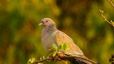 Foto de Asa Branca (Patagioenas picazuro)